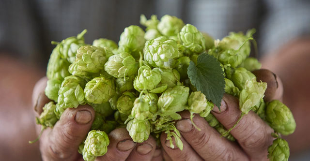 Les variétés de houblon anglais et de l'utilisation