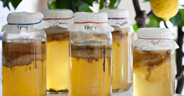 Kombucha White Labs Recipe