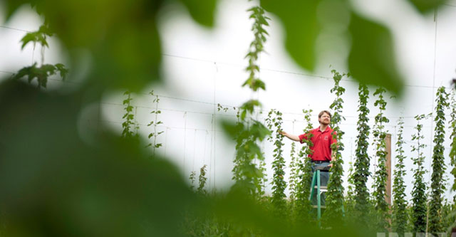 The bitterness of the hops