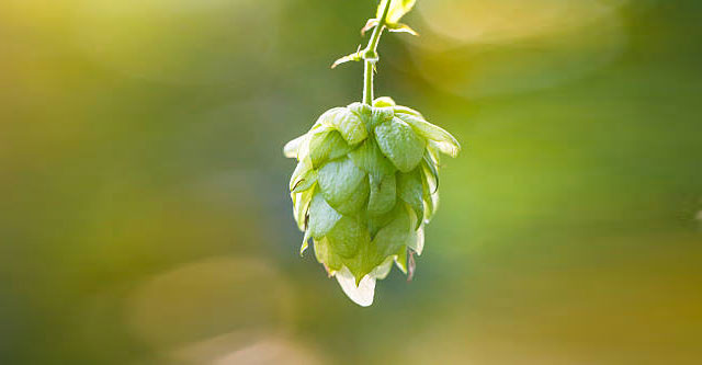 Le houblon américains