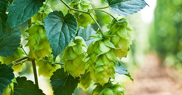 Luppoli sperimentali ADHA American Dwarf Hop Association