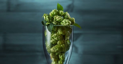 PINTA - The New Zealand hops which are and how to use them?
